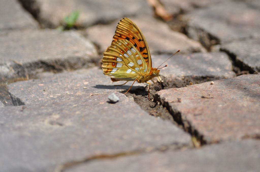 Argynnis adippe - Nymphalidae? S !